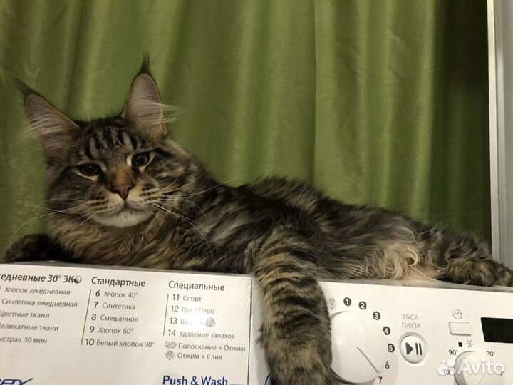 Мейн-кун вязка