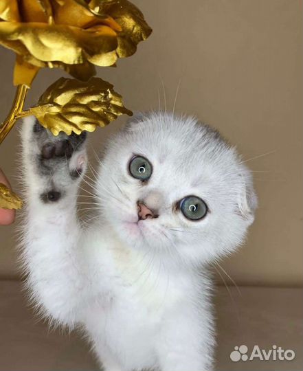 Большой выбор котят