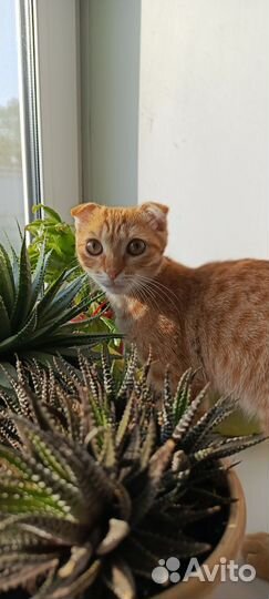 Рыжий котик в добрые руки