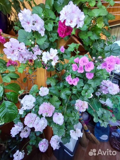 Пеларгония герань