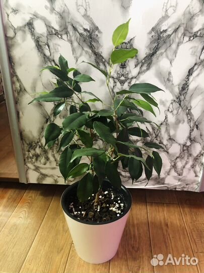 Фикус бенджамина Даниель