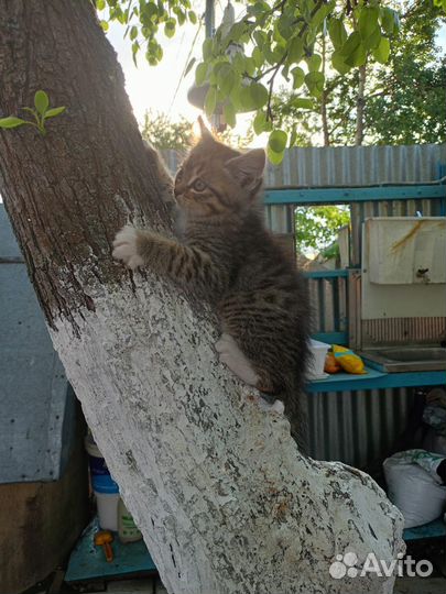 Котята