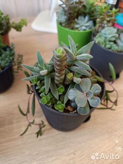 Суккуленты композиции