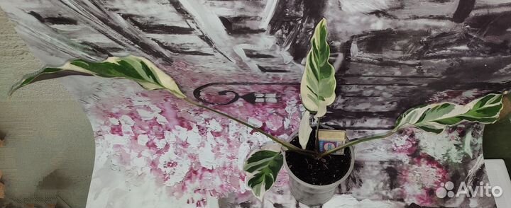 Калатея white fusion/белый тигр