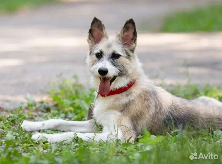 Собака в добрые руки отдам бесплатно