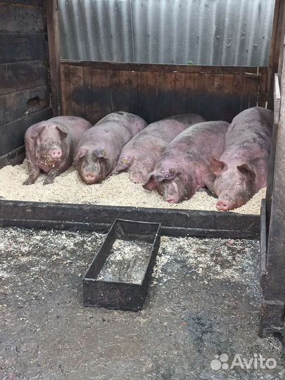 Мясо деревенское свинина