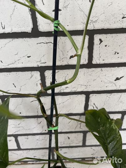 Эпипремнум пиннатум вайт