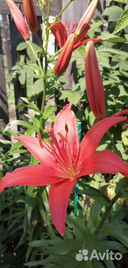 Лилия красная высокая