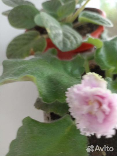 Глоксиния цветущая, фиалки