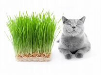 Пророщенная трава для кошек