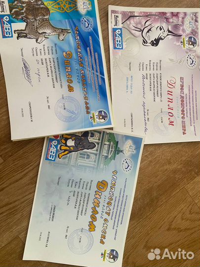 Вязка лабрадор ретривер