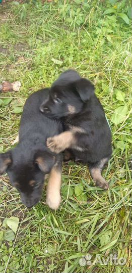 Щенки