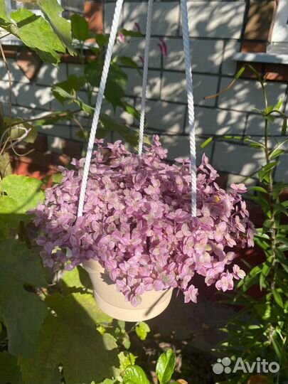 Каллизии (5 сортов) и Рео Триколор