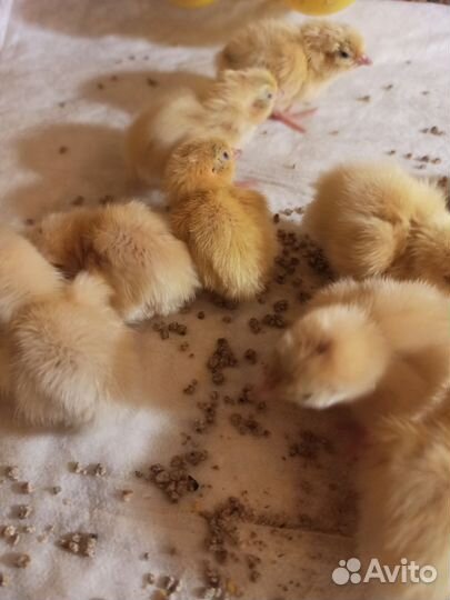 Яйца перепелиные