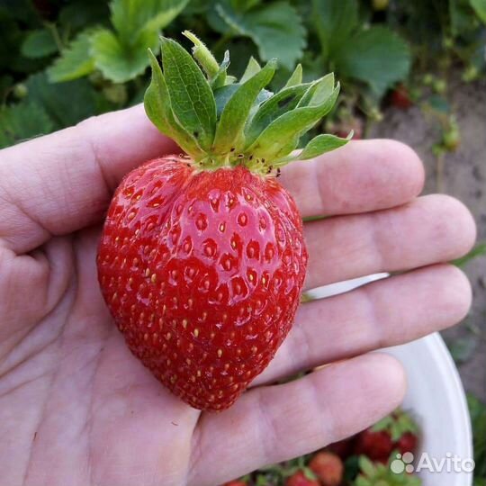 Рассада клубники