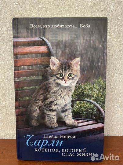 Чарли котенок,который спас жизнь Шейла Нортон