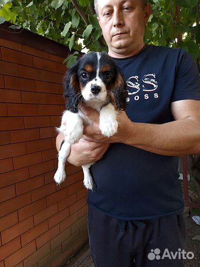 Девчонка ккчс