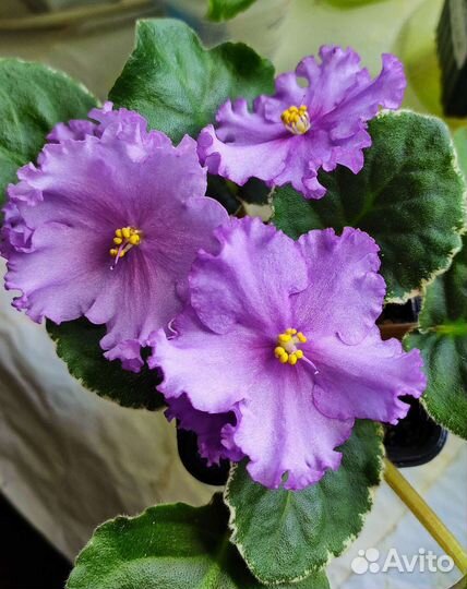 Фиалки сортовые