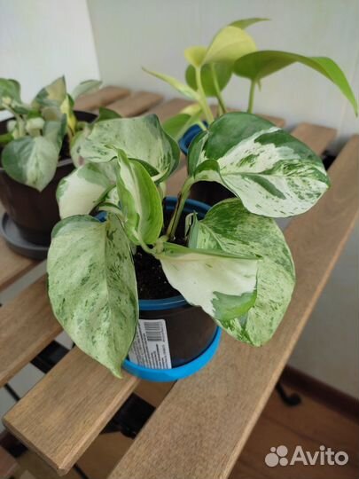 Эпипремнум хеппи лиф