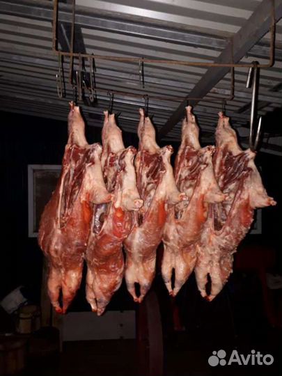 Продается ) нутрий