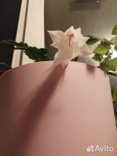 Шлюмбергера