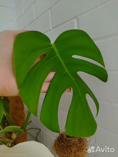 Монстера Альба верхушка