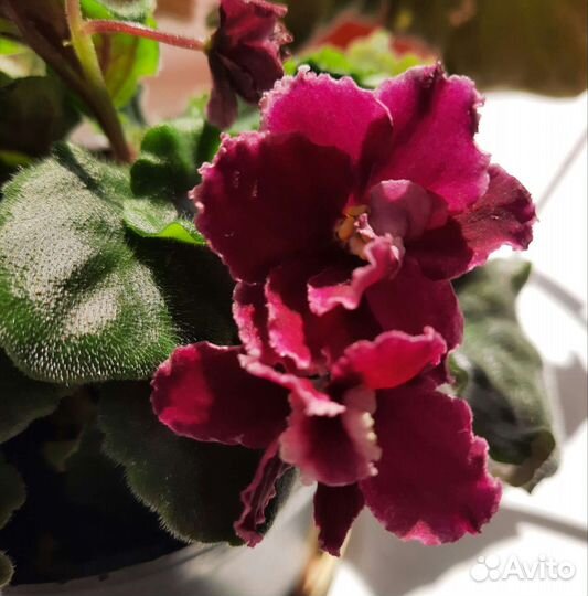 Сортовые фиалки