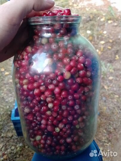 Клюква свежая
