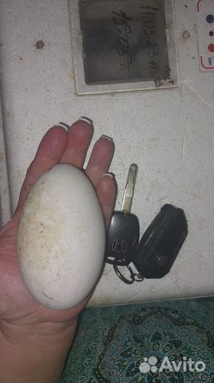 Инкубационное яйцо гусей