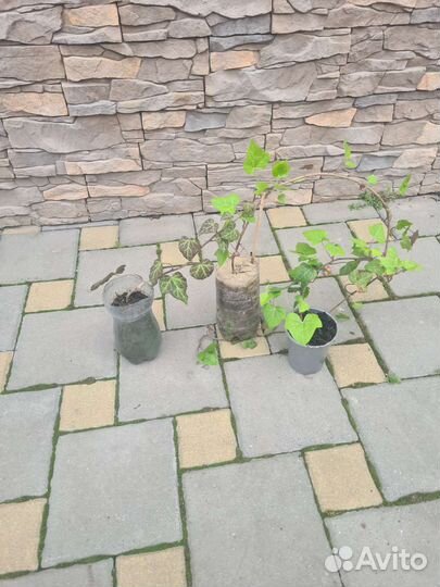 Плющ европейский (хедра),чайная роза