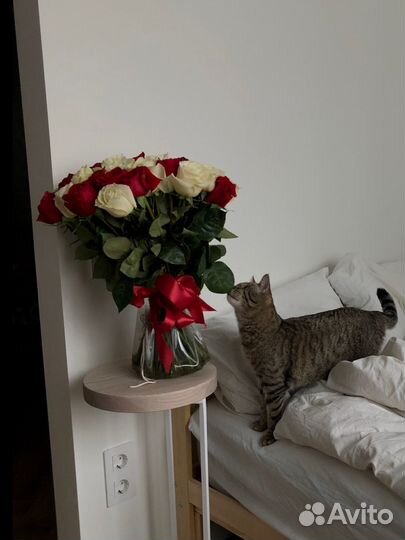 Роза кении, роза 25 шт роза 51 шт роза 101 шт