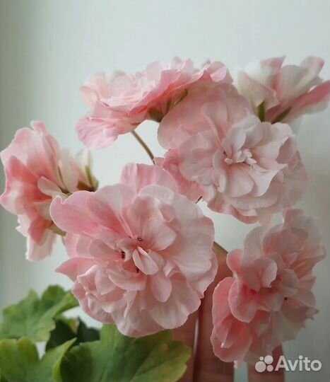 Пеларгонии сортовые