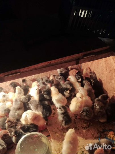 Цыплята домашние