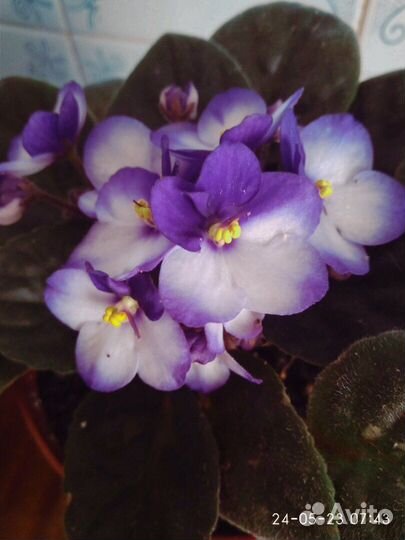 Фиалки сенполии