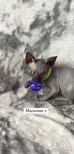 Канадский сфинкс котята