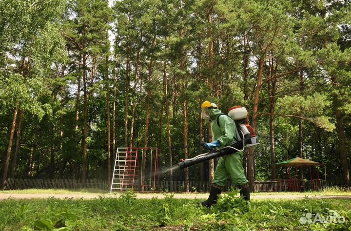 Уничтожение клопов тараканов грызунов плесени