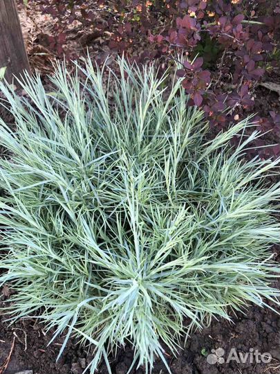 Гвоздика многолетняя перистая