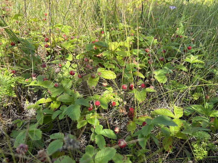 Участок 51,7 га (СНТ, ДНП)