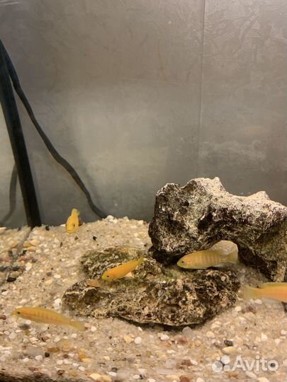 Цихлиды лабидохромис еллоу