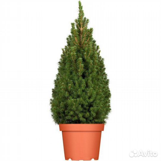 Хвойные растения