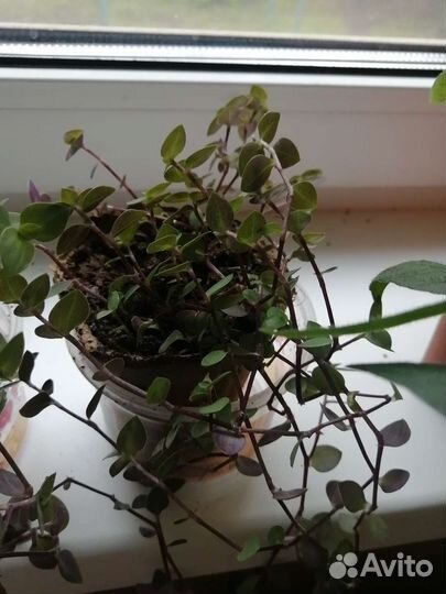 Комнатные растения