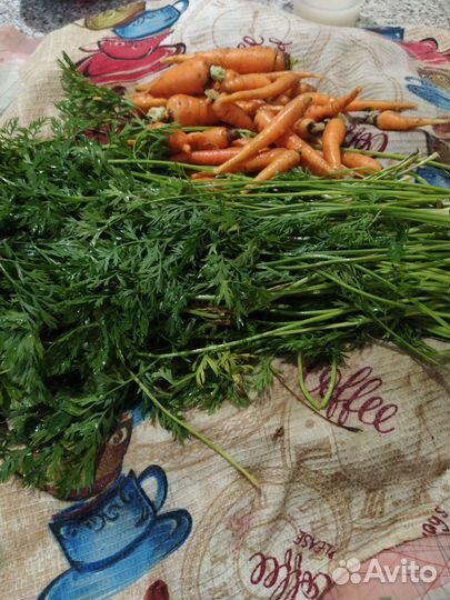 Свекла с ботвой