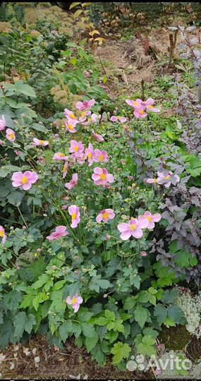 Анемона хубейская Прекокс