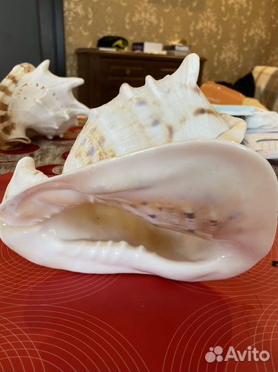 Ракушки из Индийского океана