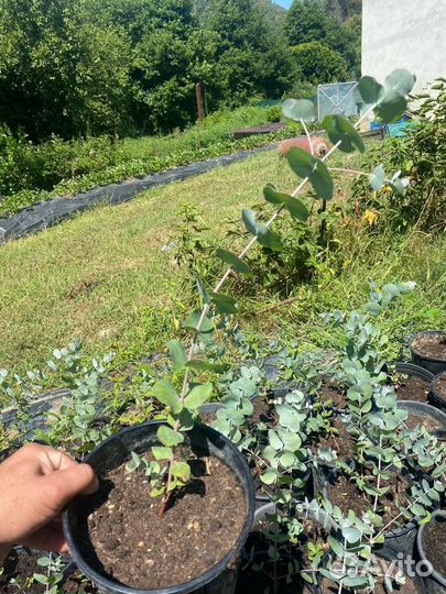 Эвкалипт Цинерия