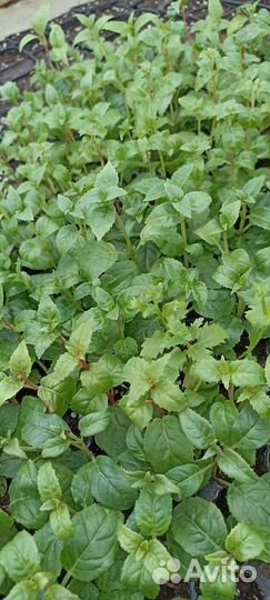 Черенки фуксии