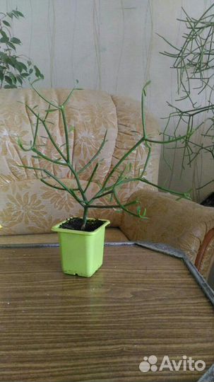 Молочай Тирукалли