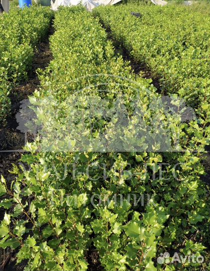 Пирамидальный Тополь без пуха саженцы черенки