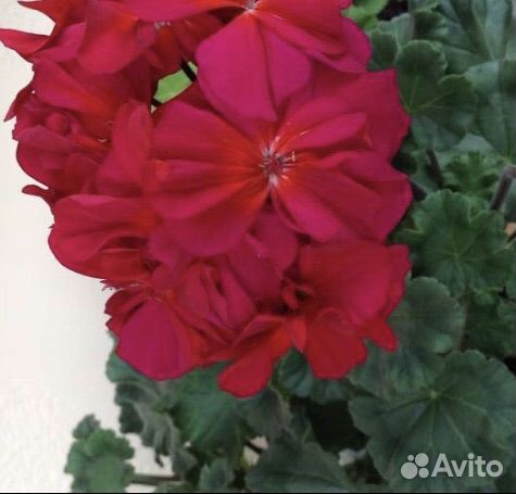 Пеларгония мини герань