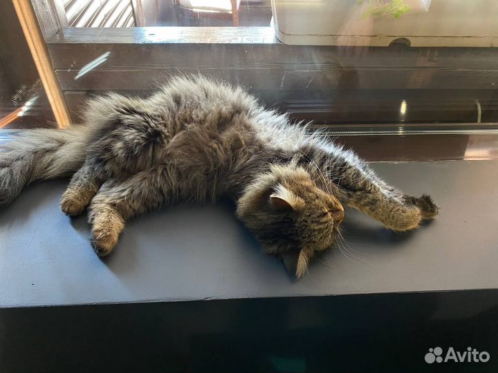 В добрые руки